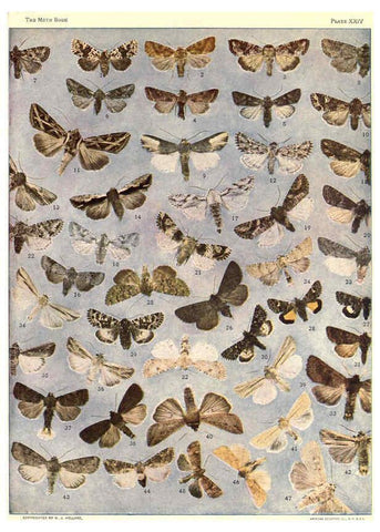 Reproducción/Reproduction 6266859624: The moth book Garden City, New York :Doubleday, Page & company,1916