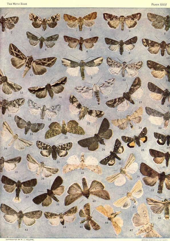 Reproducción/Reproduction 6266859624: The moth book Garden City, New York :Doubleday, Page & company,1916