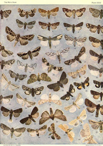 Reproducción/Reproduction 6266859624: The moth book Garden City, New York :Doubleday, Page & company,1916