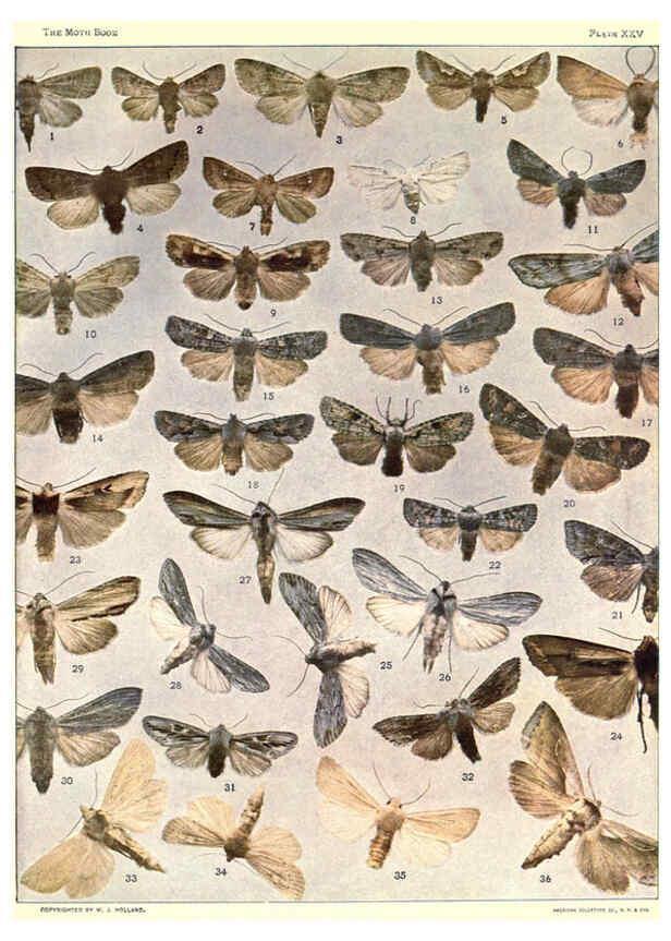 Reproducción/Reproduction 6266859864: The moth book Garden City, New York :Doubleday, Page & company,1916
