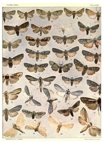 Reproducción/Reproduction 6266859864: The moth book Garden City, New York :Doubleday, Page & company,1916