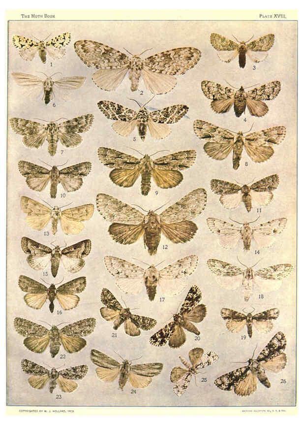 Reproducción/Reproduction 6266858592: The moth book Garden City, New York :Doubleday, Page & company,1916