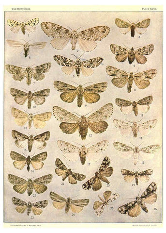 Reproducción/Reproduction 6266858592: The moth book Garden City, New York :Doubleday, Page & company,1916
