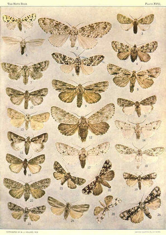 Reproducción/Reproduction 6266858592: The moth book Garden City, New York :Doubleday, Page & company,1916