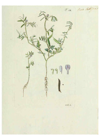 Reproducción/Reproduction 6299208098: Nicolai Josephi Jacquin Miscellanea austriaca ad botanicam, chemiam, et historiam naturalem spectantia, cum figuris partim coloratis VindobonæEx officina Krausiana,1778-1781