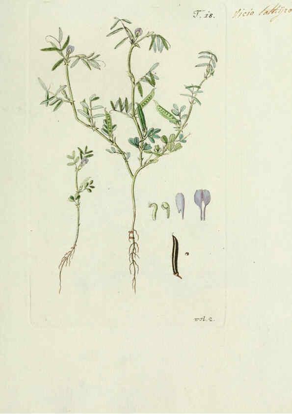 Reproducción/Reproduction 6299208098: Nicolai Josephi Jacquin Miscellanea austriaca ad botanicam, chemiam, et historiam naturalem spectantia, cum figuris partim coloratis VindobonæEx officina Krausiana,1778-1781