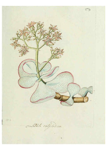 Reproducción/Reproduction 6299208452: Nicolai Josephi Jacquin Miscellanea austriaca ad botanicam, chemiam, et historiam naturalem spectantia, cum figuris partim coloratis VindobonæEx officina Krausiana,1778-1781