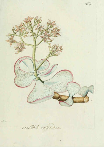 Reproducción/Reproduction 6299208452: Nicolai Josephi Jacquin Miscellanea austriaca ad botanicam, chemiam, et historiam naturalem spectantia, cum figuris partim coloratis VindobonæEx officina Krausiana,1778-1781