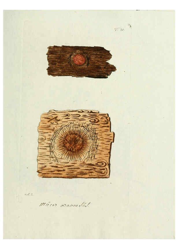 Reproducción/Reproduction 6299208646: Nicolai Josephi Jacquin Miscellanea austriaca ad botanicam, chemiam, et historiam naturalem spectantia, cum figuris partim coloratis VindobonæEx officina Krausiana,1778-1781