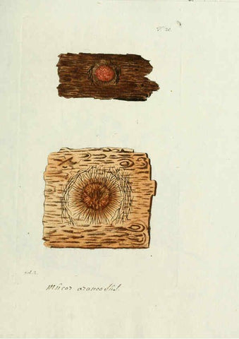 Reproducción/Reproduction 6299208646: Nicolai Josephi Jacquin Miscellanea austriaca ad botanicam, chemiam, et historiam naturalem spectantia, cum figuris partim coloratis VindobonæEx officina Krausiana,1778-1781