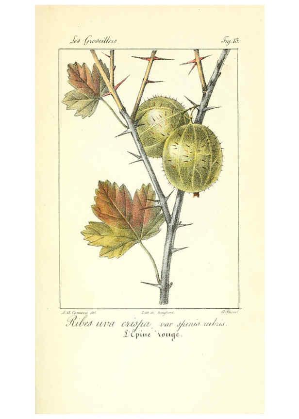 Reproducción/Reproduction 6312202646: Monographie; ou, Histoire naturelle du genre groseillier, contenant la description, l'histoire, la culture et les usages de toutes les groseilles connues Paris,P. Dufart,1829