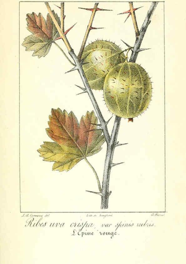 Reproducción/Reproduction 6312202646: Monographie; ou, Histoire naturelle du genre groseillier, contenant la description, l'histoire, la culture et les usages de toutes les groseilles connues Paris,P. Dufart,1829