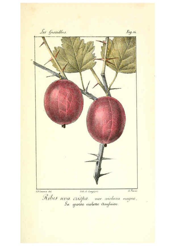 Reproducción/Reproduction 6311681511: Monographie; ou, Histoire naturelle du genre groseillier, contenant la description, l'histoire, la culture et les usages de toutes les groseilles connues Paris,P. Dufart,1829