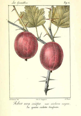 Reproducción/Reproduction 6311681511: Monographie; ou, Histoire naturelle du genre groseillier, contenant la description, l'histoire, la culture et les usages de toutes les groseilles connues Paris,P. Dufart,1829