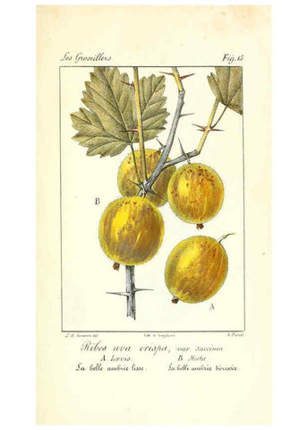 Reproducción/Reproduction 6311681673: Monographie; ou, Histoire naturelle du genre groseillier, contenant la description, l'histoire, la culture et les usages de toutes les groseilles connues Paris,P. Dufart,1829
