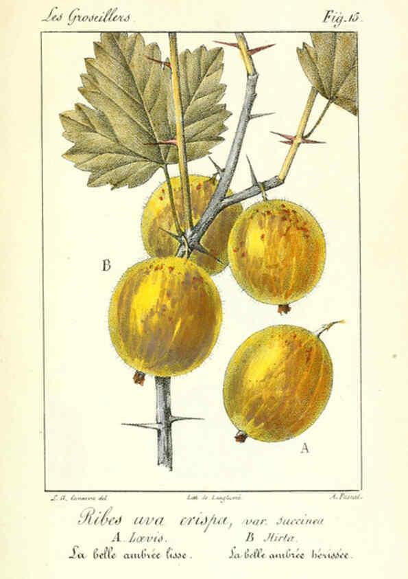 Reproducción/Reproduction 6311681673: Monographie; ou, Histoire naturelle du genre groseillier, contenant la description, l'histoire, la culture et les usages de toutes les groseilles connues Paris,P. Dufart,1829