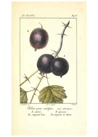 Reproducción/Reproduction 6312203110: Monographie; ou, Histoire naturelle du genre groseillier, contenant la description, l'histoire, la culture et les usages de toutes les groseilles connues Paris,P. Dufart,1829
