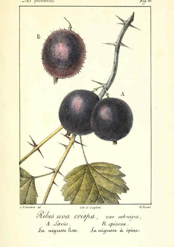 Reproducción/Reproduction 6312203110: Monographie; ou, Histoire naturelle du genre groseillier, contenant la description, l'histoire, la culture et les usages de toutes les groseilles connues Paris,P. Dufart,1829