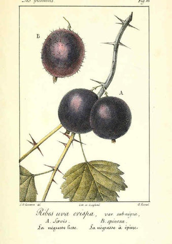 Reproducción/Reproduction 6312203110: Monographie; ou, Histoire naturelle du genre groseillier, contenant la description, l'histoire, la culture et les usages de toutes les groseilles connues Paris,P. Dufart,1829