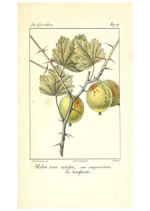 Reproducción/Reproduction 6311681977: Monographie; ou, Histoire naturelle du genre groseillier, contenant la description, l'histoire, la culture et les usages de toutes les groseilles connues Paris,P. Dufart,1829