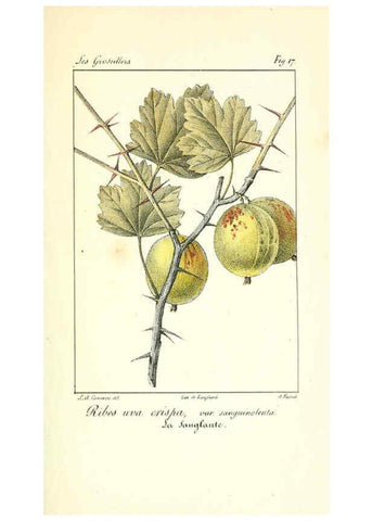 Reproducción/Reproduction 6311681977: Monographie; ou, Histoire naturelle du genre groseillier, contenant la description, l'histoire, la culture et les usages de toutes les groseilles connues Paris,P. Dufart,1829
