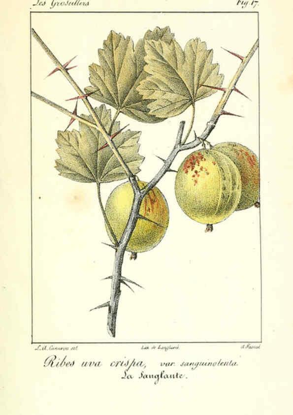 Reproducción/Reproduction 6311681977: Monographie; ou, Histoire naturelle du genre groseillier, contenant la description, l'histoire, la culture et les usages de toutes les groseilles connues Paris,P. Dufart,1829
