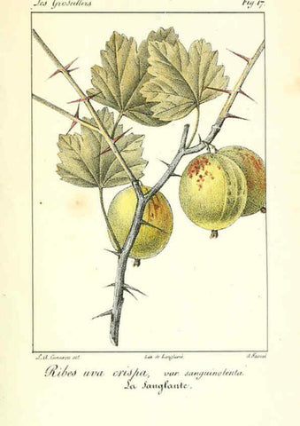 Reproducción/Reproduction 6311681977: Monographie; ou, Histoire naturelle du genre groseillier, contenant la description, l'histoire, la culture et les usages de toutes les groseilles connues Paris,P. Dufart,1829