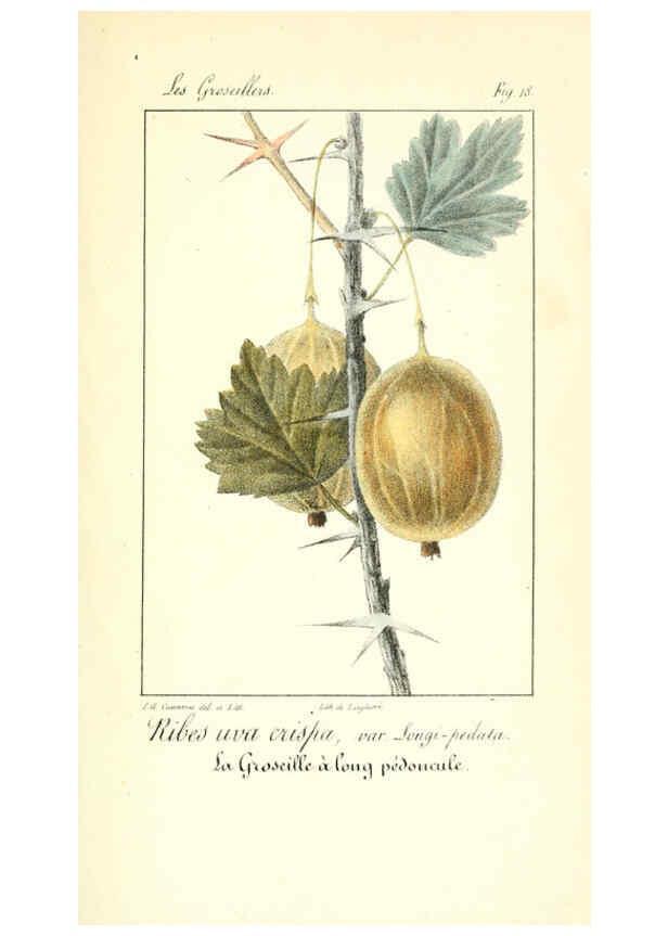 Reproducción/Reproduction 6311682149: Monographie; ou, Histoire naturelle du genre groseillier, contenant la description, l'histoire, la culture et les usages de toutes les groseilles connues Paris,P. Dufart,1829
