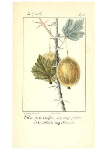 Reproducción/Reproduction 6311682149: Monographie; ou, Histoire naturelle du genre groseillier, contenant la description, l'histoire, la culture et les usages de toutes les groseilles connues Paris,P. Dufart,1829