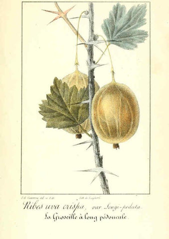 Reproducción/Reproduction 6311682149: Monographie; ou, Histoire naturelle du genre groseillier, contenant la description, l'histoire, la culture et les usages de toutes les groseilles connues Paris,P. Dufart,1829