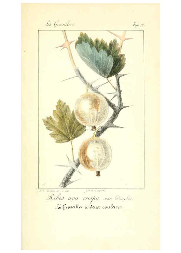 Reproducción/Reproduction 6311682391: Monographie; ou, Histoire naturelle du genre groseillier, contenant la description, l'histoire, la culture et les usages de toutes les groseilles connues Paris,P. Dufart,1829