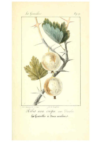 Reproducción/Reproduction 6311682391: Monographie; ou, Histoire naturelle du genre groseillier, contenant la description, l'histoire, la culture et les usages de toutes les groseilles connues Paris,P. Dufart,1829