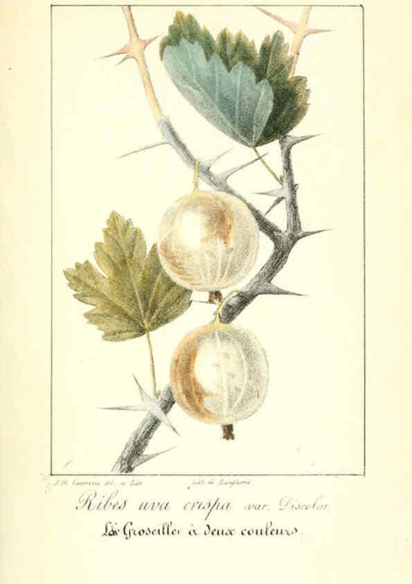 Reproducción/Reproduction 6311682391: Monographie; ou, Histoire naturelle du genre groseillier, contenant la description, l'histoire, la culture et les usages de toutes les groseilles connues Paris,P. Dufart,1829