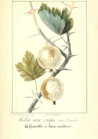 Reproducción/Reproduction 6311682391: Monographie; ou, Histoire naturelle du genre groseillier, contenant la description, l'histoire, la culture et les usages de toutes les groseilles connues Paris,P. Dufart,1829