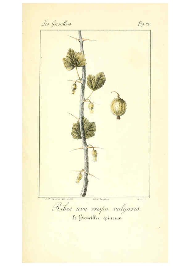 Reproducción/Reproduction 6311682593: Monographie; ou, Histoire naturelle du genre groseillier, contenant la description, l'histoire, la culture et les usages de toutes les groseilles connues Paris,P. Dufart,1829