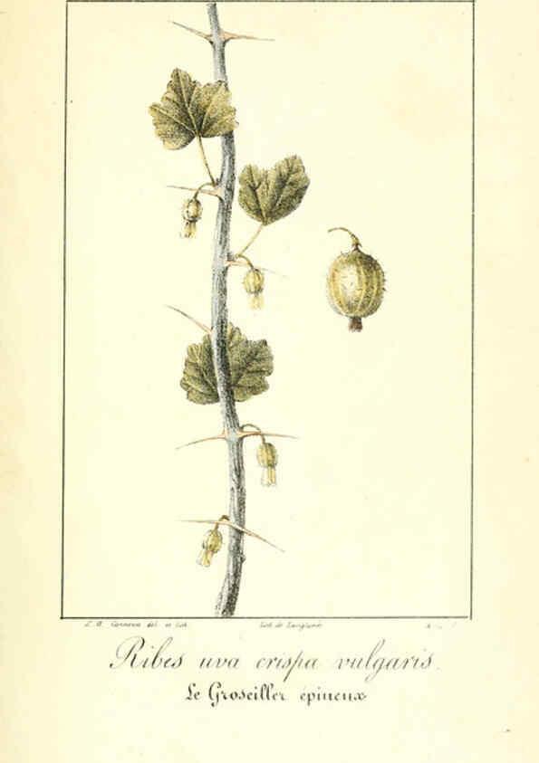 Reproducción/Reproduction 6311682593: Monographie; ou, Histoire naturelle du genre groseillier, contenant la description, l'histoire, la culture et les usages de toutes les groseilles connues Paris,P. Dufart,1829