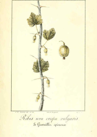 Reproducción/Reproduction 6311682593: Monographie; ou, Histoire naturelle du genre groseillier, contenant la description, l'histoire, la culture et les usages de toutes les groseilles connues Paris,P. Dufart,1829