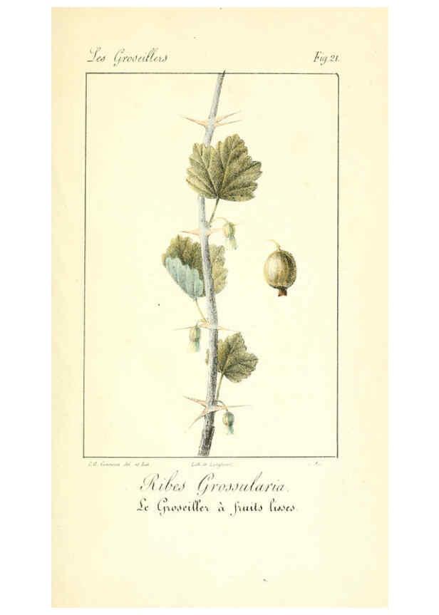 Reproducción/Reproduction 6311682799: Monographie; ou, Histoire naturelle du genre groseillier, contenant la description, l'histoire, la culture et les usages de toutes les groseilles connues Paris,P. Dufart,1829