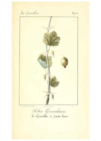 Reproducción/Reproduction 6311682799: Monographie; ou, Histoire naturelle du genre groseillier, contenant la description, l'histoire, la culture et les usages de toutes les groseilles connues Paris,P. Dufart,1829