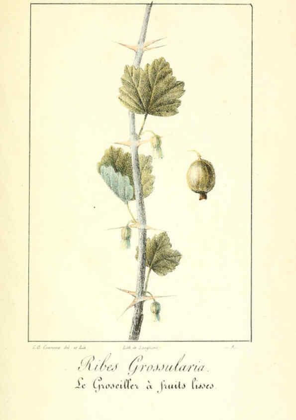 Reproducción/Reproduction 6311682799: Monographie; ou, Histoire naturelle du genre groseillier, contenant la description, l'histoire, la culture et les usages de toutes les groseilles connues Paris,P. Dufart,1829