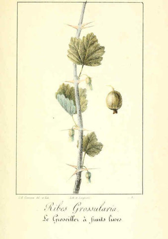 Reproducción/Reproduction 6311682799: Monographie; ou, Histoire naturelle du genre groseillier, contenant la description, l'histoire, la culture et les usages de toutes les groseilles connues Paris,P. Dufart,1829