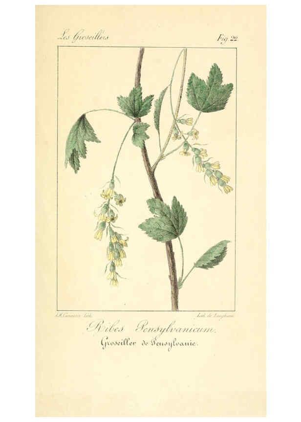Reproducción/Reproduction 6312204334: Monographie; ou, Histoire naturelle du genre groseillier, contenant la description, l'histoire, la culture et les usages de toutes les groseilles connues Paris,P. Dufart,1829