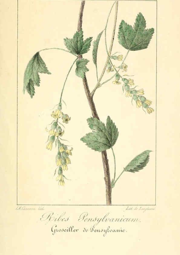 Reproducción/Reproduction 6312204334: Monographie; ou, Histoire naturelle du genre groseillier, contenant la description, l'histoire, la culture et les usages de toutes les groseilles connues Paris,P. Dufart,1829