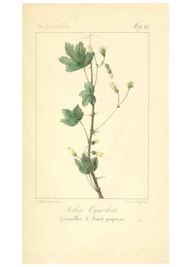 Reproducción/Reproduction 6312204518: Monographie; ou, Histoire naturelle du genre groseillier, contenant la description, l'histoire, la culture et les usages de toutes les groseilles connues Paris,P. Dufart,1829