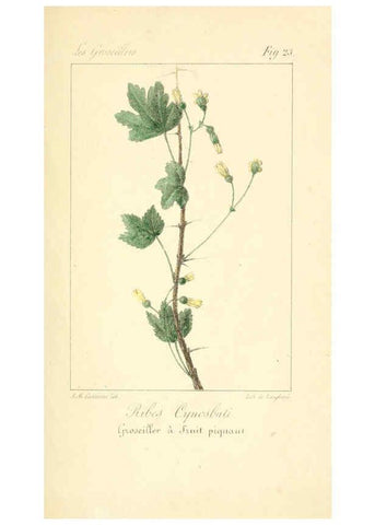Reproducción/Reproduction 6312204518: Monographie; ou, Histoire naturelle du genre groseillier, contenant la description, l'histoire, la culture et les usages de toutes les groseilles connues Paris,P. Dufart,1829