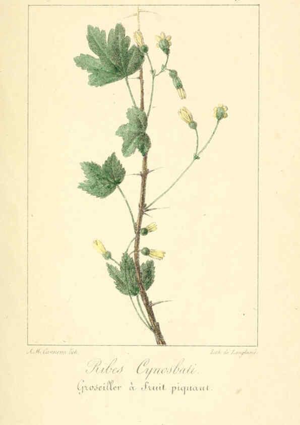 Reproducción/Reproduction 6312204518: Monographie; ou, Histoire naturelle du genre groseillier, contenant la description, l'histoire, la culture et les usages de toutes les groseilles connues Paris,P. Dufart,1829