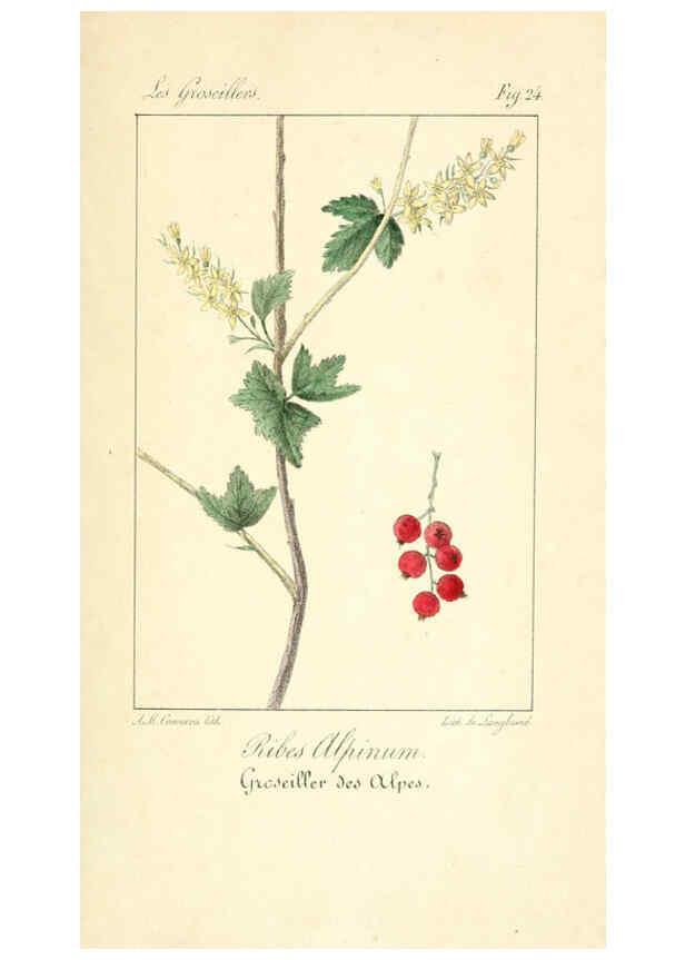 Reproducción/Reproduction 6312204688: Monographie; ou, Histoire naturelle du genre groseillier, contenant la description, l'histoire, la culture et les usages de toutes les groseilles connues Paris,P. Dufart,1829