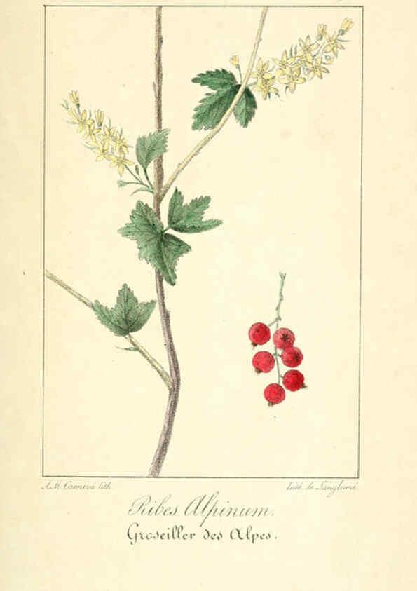 Reproducción/Reproduction 6312204688: Monographie; ou, Histoire naturelle du genre groseillier, contenant la description, l'histoire, la culture et les usages de toutes les groseilles connues Paris,P. Dufart,1829
