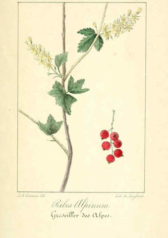Reproducción/Reproduction 6312204688: Monographie; ou, Histoire naturelle du genre groseillier, contenant la description, l'histoire, la culture et les usages de toutes les groseilles connues Paris,P. Dufart,1829