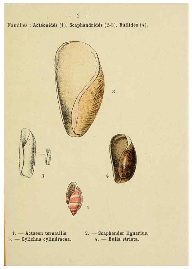 Reproducción/Reproduction 6312231080: Atlas de poche des coquilles des côtes de France Paris,Librairie des sciences naturelles, Paul Klincksiek,1913